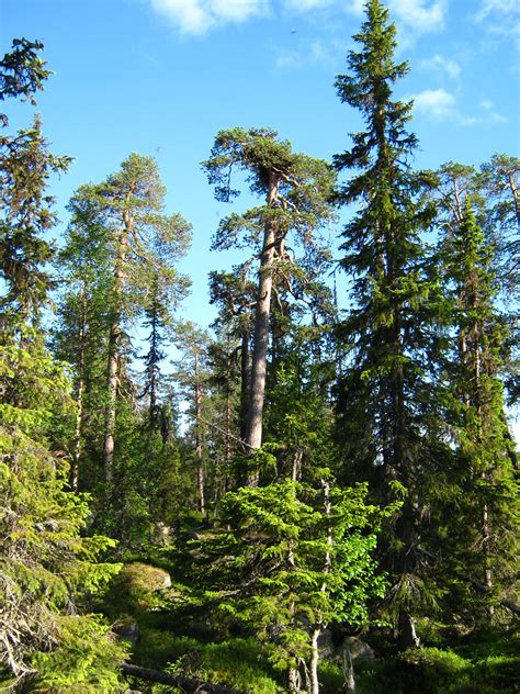 Från Thailand till skogen